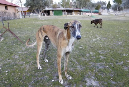 Beatriz y Vicente a veces encuentran perros abandonados y maltratados que son alojados temporalmente en el santuario hasta que se curan y son adoptados. Aseguran que la convivencia entre los perros y el resto de animales es óptima.