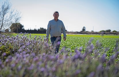 Santiago Pérez, en su plantación de lechugas en el Campo de Cartagena (Murcia), rodeada de lavanda. 