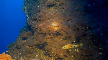 Peces junto a las formaciones volcánicas submarinas observadas por los científicos en Canarias.