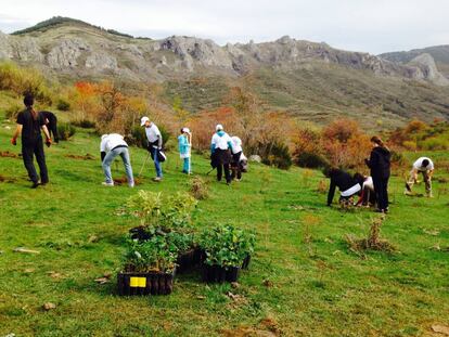 Voluntarios de Gas Natural Fenosa reforestando la Sierra de Guadarrama con especies autóctonas.