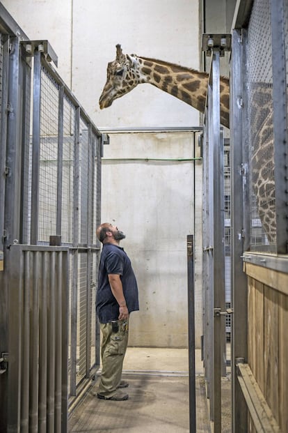 El cuidador Frank Prieto y la jirafa Víctor en el Bioparc Valencia.