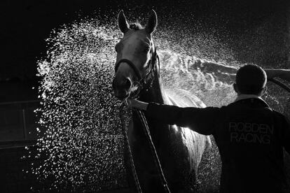 Labores de limpieza de un caballo tras una carrera celebrada en Warnambool, Australia.