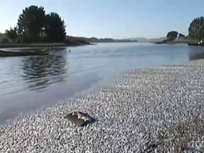 El Servicio Nacional de Pesca y Acuicultura chileno descartó que la muerte de los peces se deba a las naves industriales y artesanales