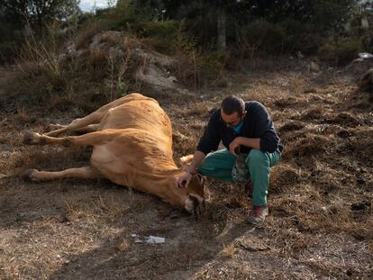 Rancher Jesús Ledesma next to one of his cows that died from Epizootic Hemorrhagic Disease (EHD).