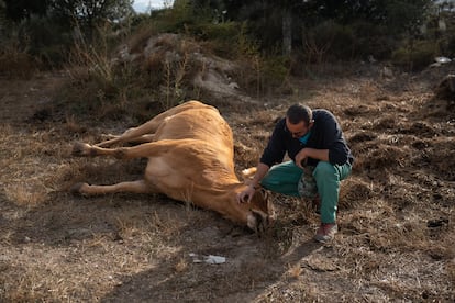El ganadero Jesús Ledesma  junto a una de sus vacas muertas por EHE (enfermedad hemorrágica epizoótica).