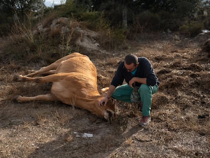 El ganadero Jesús Ledesma  junto a una de sus vacas muertas por EHE (enfermedad hemorrágica epizoótica).