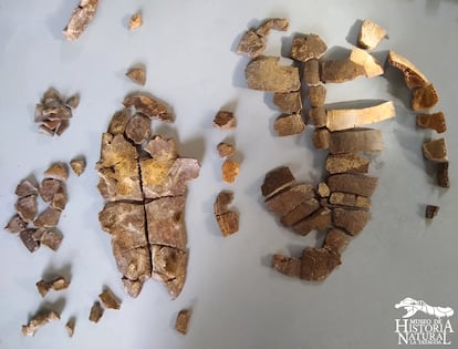 Así fue cómo Rubén encontró los fragmentos fósiles de la tortuga. Museo de historia Natural de la Tatacoa. 
