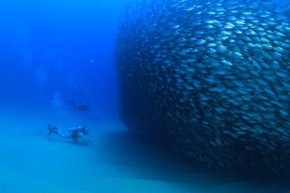 El buceo es una de las actividades extremas más populares de Los Cabos.