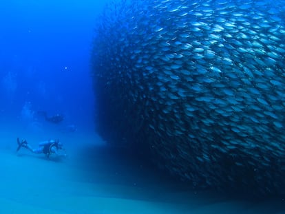 El buceo es una de las actividades extremas más populares de Los Cabos.