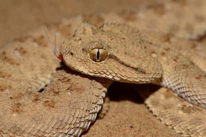 Ejemplar de víbora cornuda árabe ('Cerastes gasperettii gasperetti').