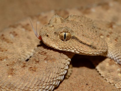 Ejemplar de víbora cornuda árabe ('Cerastes gasperettii gasperetti').