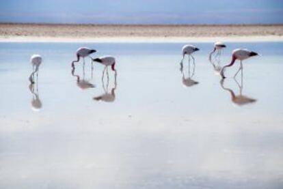 Reserva nacional Los Flamencos, en San Pedro de Atacama (Chile).