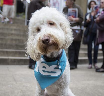 El perro de la cantante del grupo escocés Deacon Blue, Lorraine McIntosh, viste una bufanda con el 'Sí' durante un mitin a favor de la independencia cerca del Royal Concert Hall en Glasgow (Escocia).