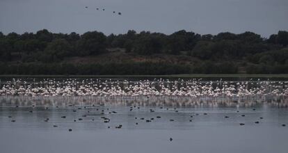 Flamencos en el Parque Nacional de Doñana.