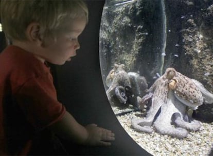 Un niño, en las instalaciones de Aquarium en Roquetas de Mar, donde se exhiben más de 300 especies marinas.