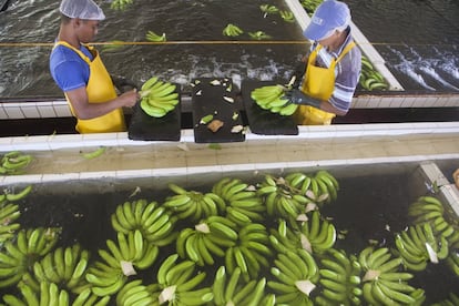 El banano genera 25.000 empleos en la región pero también ha sido uno de los responsables del deterioro ecológico de la Ciénaga por su gran expansión y la gran cantidad de agua que necesita para su funcionamiento. Las comunidades acusan al sector de contaminar las aguas de la Ciénaga con vertidos agroquímicos y desviar el caudal de los ríos de la Sierra Nevada evitando que llegue el agua dulce necesaria al humedal.