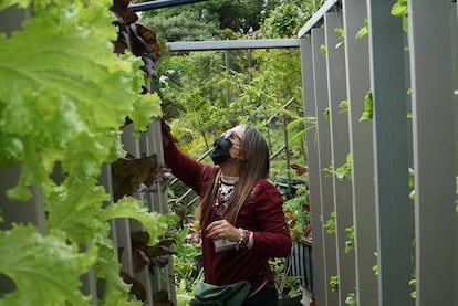 Los sistemas de cultivo sin sustrato aprovechan el poco espacio de las favelas.