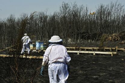 Dos apicultores revisan y riegan sus colmenas junto a una zona calcinada por el incendio de Cualedro (Ourense).