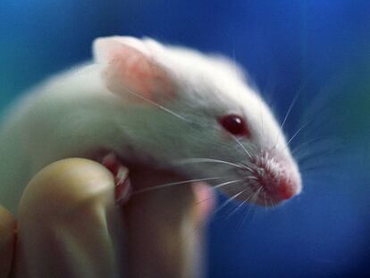 La discriminación empieza en las ratas de laboratorio