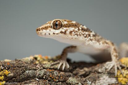 Gecko marcado sudamericano ('Homonota horrida').