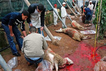 Varios corderos muertos en la localidad almeriense de Dalías para la celebración del <i>Aid El Adha</i>.