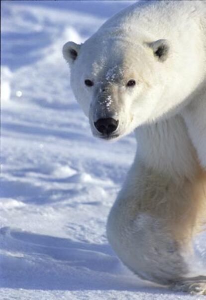 Entre los animales, el oso polar "será una de las víctimas más notorias del calentamiento global". El pronóstico de la UMNC es que la población de osos polares sufrirá una disminución del 30% en los próximos 45 años.