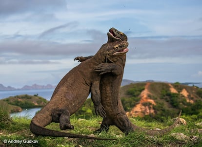 El fotógrafo ruso Andrey Gudkov fue testigo de una espectacular pelea de dos machos de dragón de Komodo en la isla indonesia de Rinca.