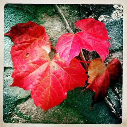 Hojas de ampelopsis. 'Parthenocissus tricuspidata'. Planta trepadora que puede llegar a los 10 metros de longitud. Dispone de unos zarcillos con terminaciones con las que se adhiere a la pared. Originaria de China y Japón.