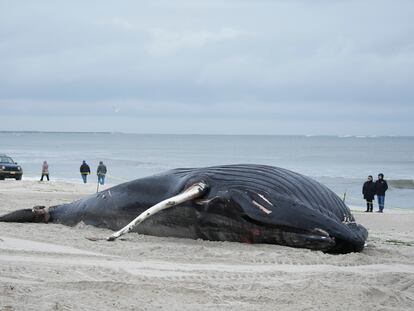 Ballena jorobada