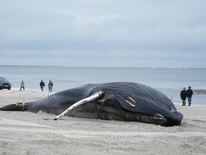Personas caminan por la playa para observar una ballena muerta en Lido Beach, Nueva York.