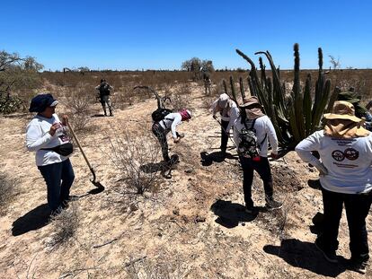 Women from the Madres Buscadoras de Sonora group search for human remains near Hermosillo (northwest Mexico).