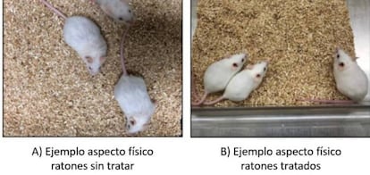 Imagen comparativa de ratones que recibieron el tratamiento. 