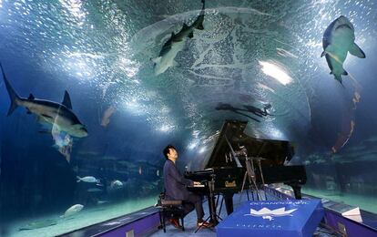 El pianista Lang Lang en el t&uacute;nel de los tiburones del Oceanogr&agrave;fic de Valencia.