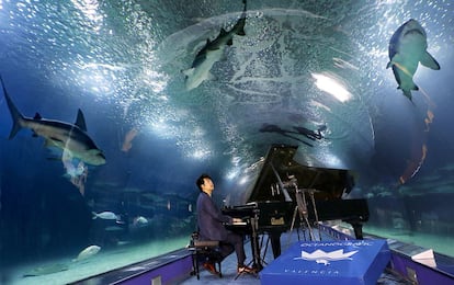 El pianista Lang Lang en el túnel de los tiburones del Oceanogràfic de Valencia.
