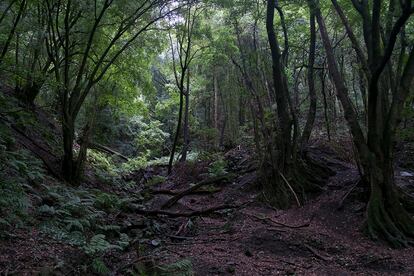 Los Tilos es un ecosistema heredado de la época terciaria.