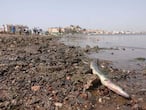 24-08-2021 Mar Menor, Murcia. Aparición de peces muertos (anguila) en las playas ddel Mar Menor