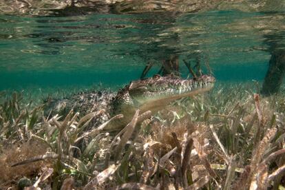 Los Jardines de la Reina (en la foto), un parque marino ubicado en el centro de la costa septentrional de la isla, cuenta con espacios vírgenes prácticamente intactos desde la época de Colón. Se trata de un bosque de manglares de 120 kilómetros de longitud y una isla con sistema coralino, a unos 80 kilómetros al sur del litoral de la provincia de Ciego de Ávila (las Islas Caimán quedan 120 kilómetros hacia el norte).