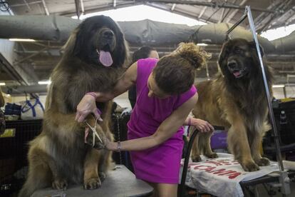 Alida Greendyk corta las uñas a Dario, un perro de la raza Leonberger, en el backstage de la Westminster Kennel Club Dog Show de Nueva York.