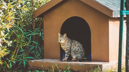 Caseta para gatos y gato en un jardín.