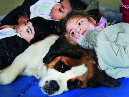 Naia es una san bernardo, amiga y terapeuta de los niños del Centro de Educación Especial con el que Cinfa colaboró.