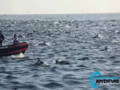 Cientos de delfines nadando juntos frente a la costa de California este domingo.