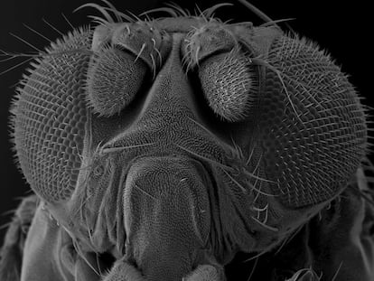 Una mosca de la fruta vista al microscopio electrónico.