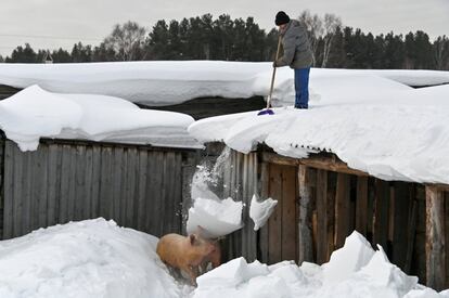 Un hombre retira la nieve de un tejado, esta cae sobre dos cerdos en Bobrovka (Rusia).