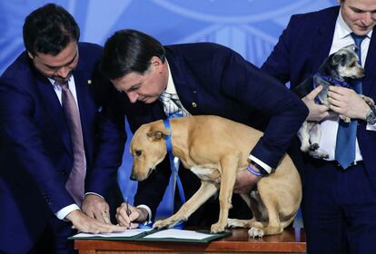 El presidente brasileño Jair Bolsonaro sostiene a su perro 'Néstor', durante la firma de una ley que aumenta los castigos por abuso de animales domésticos, en el Palacio do Planalto, en Brasilia.