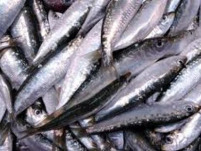Sardinas de pobres