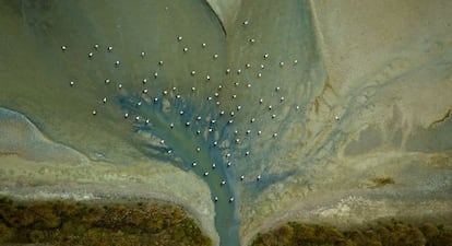 Imagen a&eacute;rea de cig&uuml;e&ntilde;as aliment&aacute;ndose en la corriente del desag&uuml;e de una balsa de cultivo acu&iacute;cola extensivo de peces de estuario. 