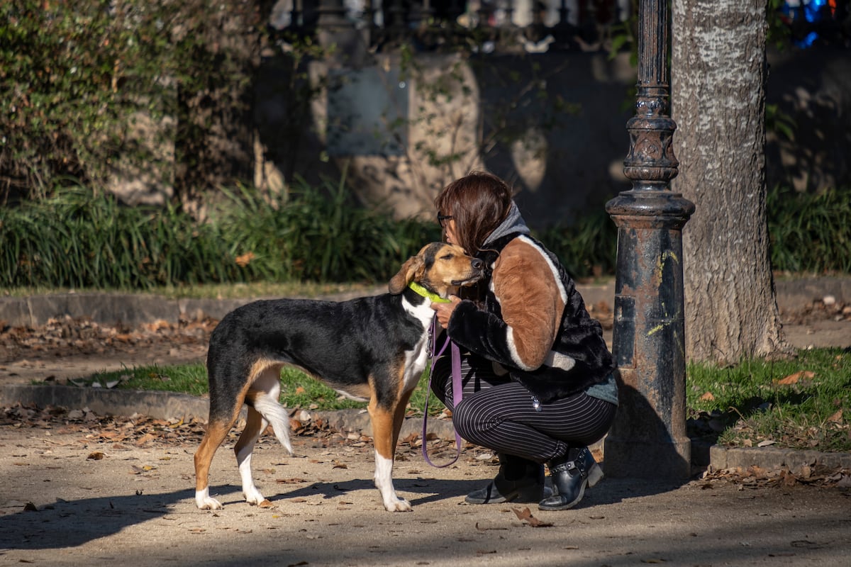 La amistad entre perros y humanos encuentra una base científica que explica  su origen | Ciencia | EL PAÍS