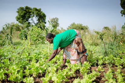 Awa, empleada de Beo-Neere, trabaja en el campo. La agroecología provee un escenario donde las voces y el conocimiento de las mujeres puede ser expresado, aportándoles una independencia económica. A menudo, las mujeres desempeñan un papel importante en la protección de la biodiversidad. En Sierra Leona, por ejemplo, diversos estudios demostraron que mujeres fueron capaces de nombrar cuatro veces más tipos de árboles que hombres. Sin embargo, no solo es importante reconocer la contribución de la mujer en la biodiversidad, sino también en aspectos como la seguridad alimentaria y la nutrición. “Debemos reconocer y aprovechar mejor la contribución fundamental de las mujeres a la seguridad alimentaria y la nutrición. Para ello, tenemos que cerrar brechas de género persistentes en la agricultura en África” afirma Graziano da Silva, Director General de la FAO.