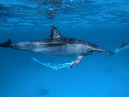 Un delfín con una bolsa de plástico en la aleta, en el Mar Rojo en Egipto.