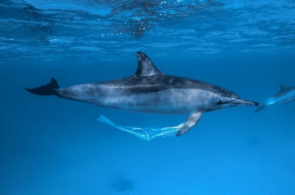 Un delfín con una bolsa de plástico en la aleta, en el Mar Rojo en Egipto.